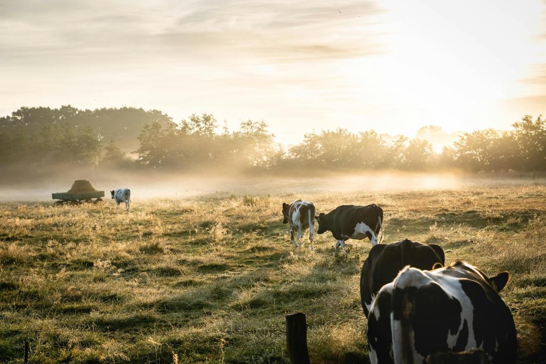 herd of white and black cows on grass field